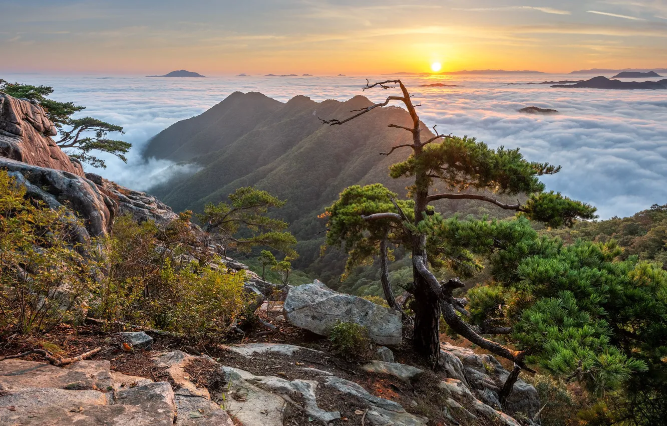Photo wallpaper the sky, the sun, light, mountains, branches, fog, stones, rocks