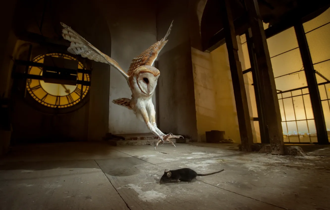 Photo wallpaper owl, bird, mouse