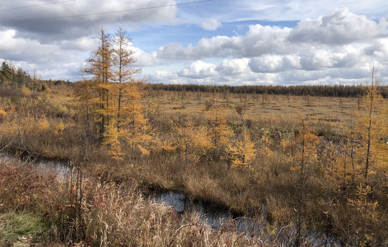 Photo wallpaper swamp, automn, Larch