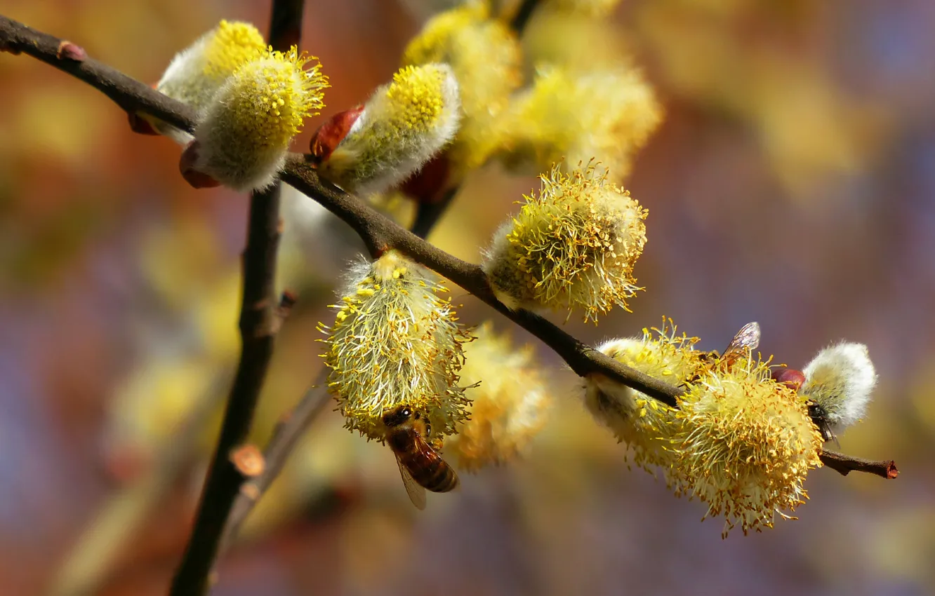 Photo wallpaper branches, nectar, bee, spring, Verba, IVA