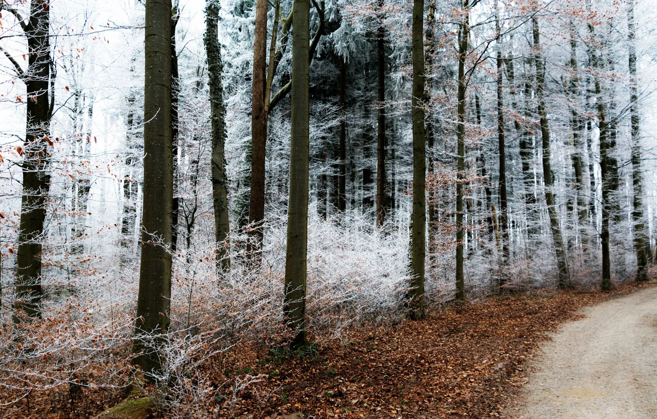 Photo wallpaper winter, frost, road, forest