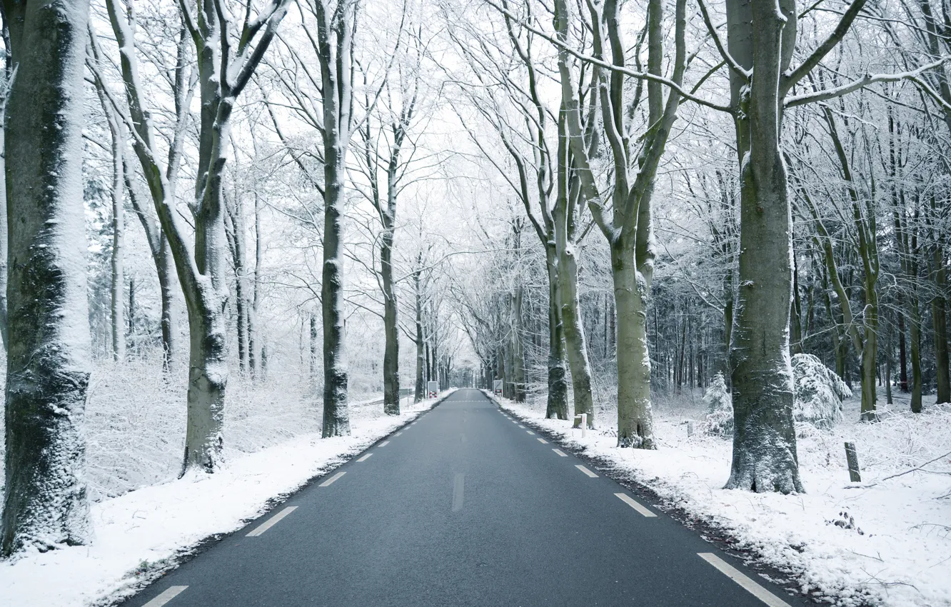 Photo wallpaper winter, road, forest, snow, trees, branches, trunks, perspective