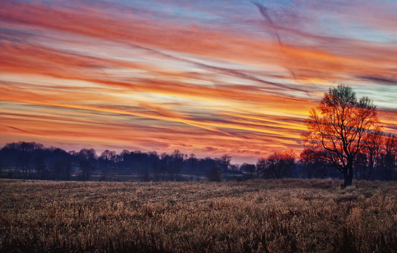Photo wallpaper field, autumn, forest, the sky, trees, sunset, photo, a great solution