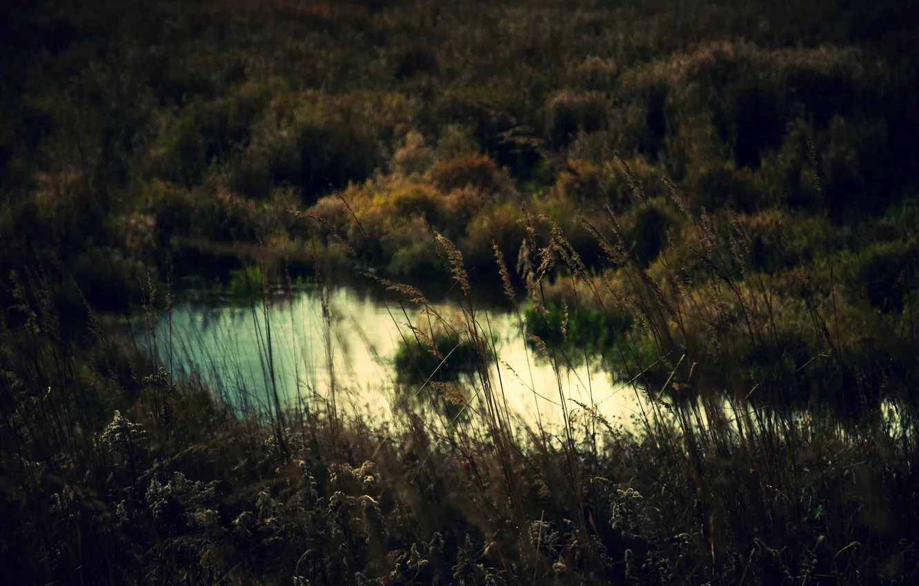 Photo wallpaper nature, lake, photo, background, Wallpaper, plant