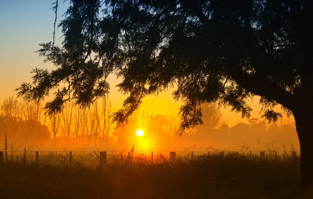 Photo wallpaper trees, landscape, sunset
