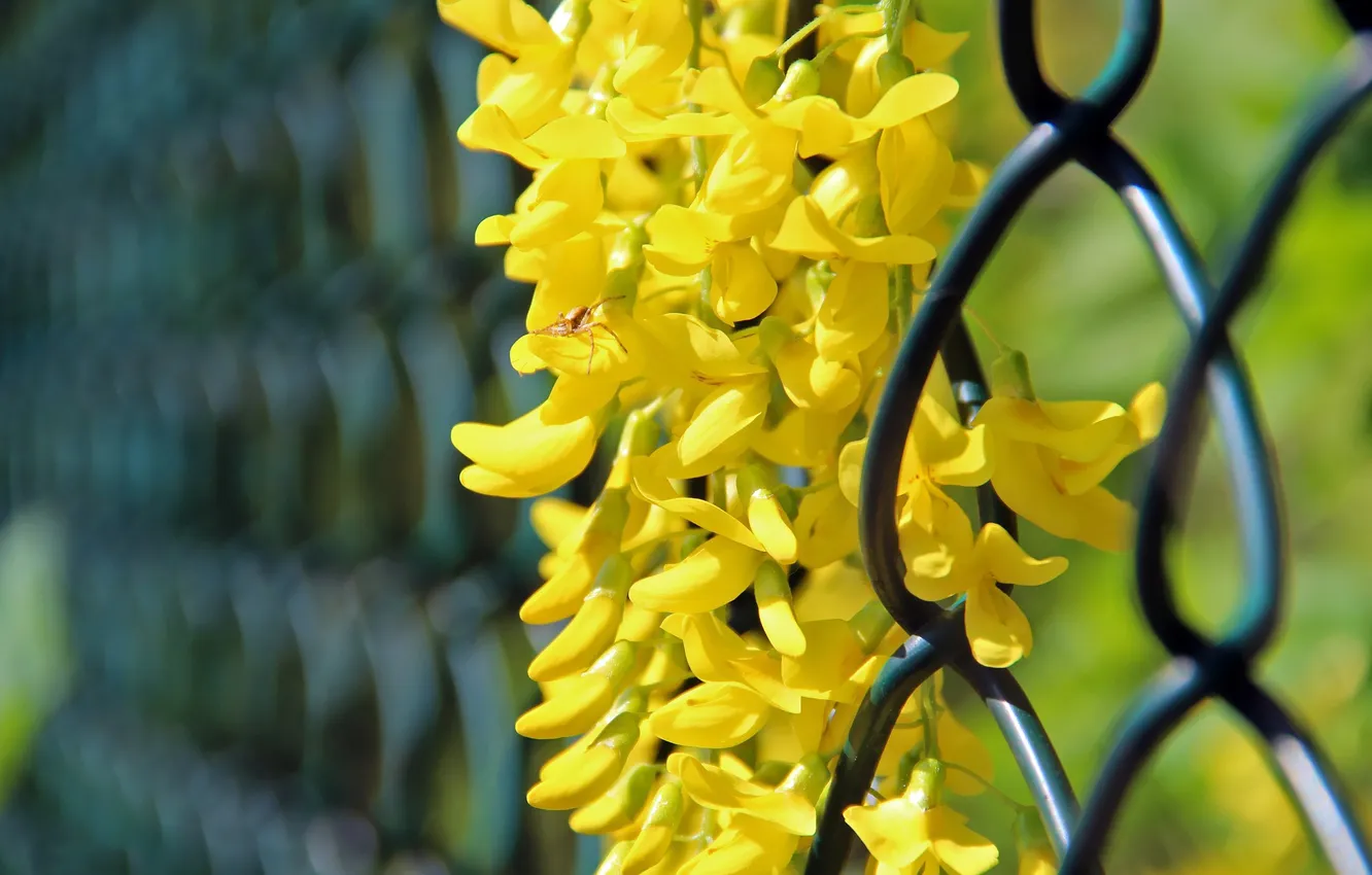 Photo wallpaper PETALS, FLOWERS, MESH, INSECT, YELLOW, The FENCE, WIRE