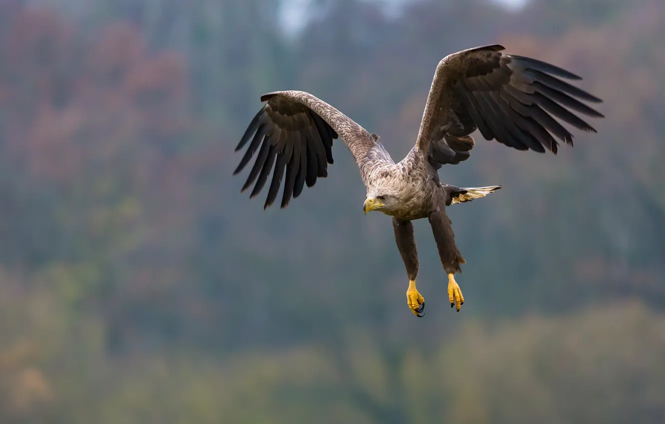 Photo wallpaper flight, feathers, eagle