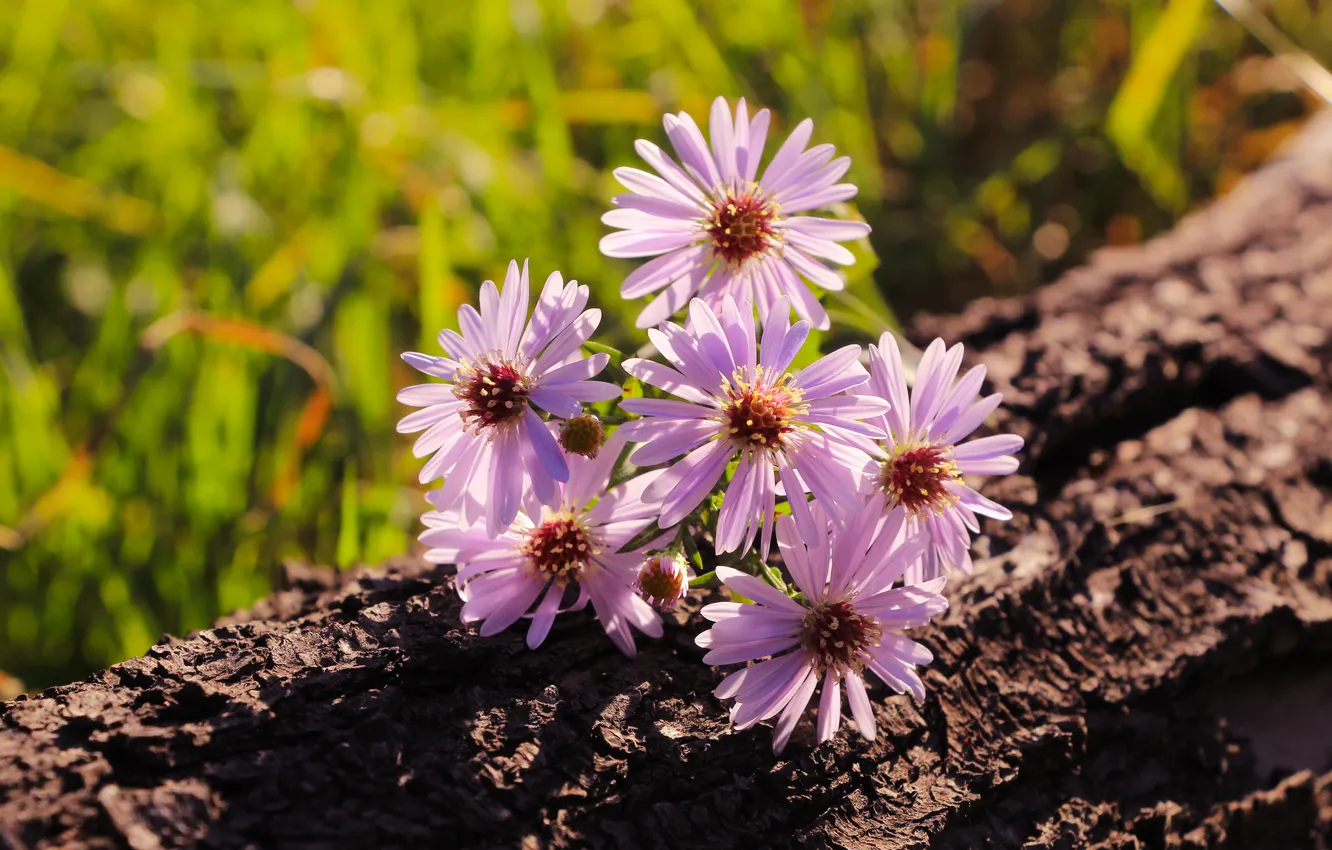 Photo wallpaper flower, blooming, aster