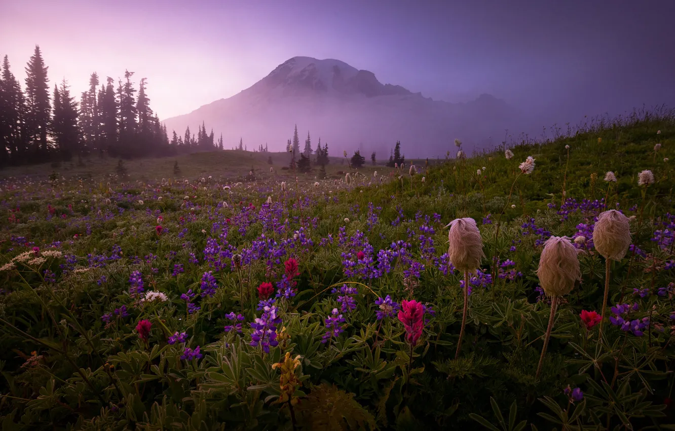 Photo wallpaper grass, flowers, mountains, fog
