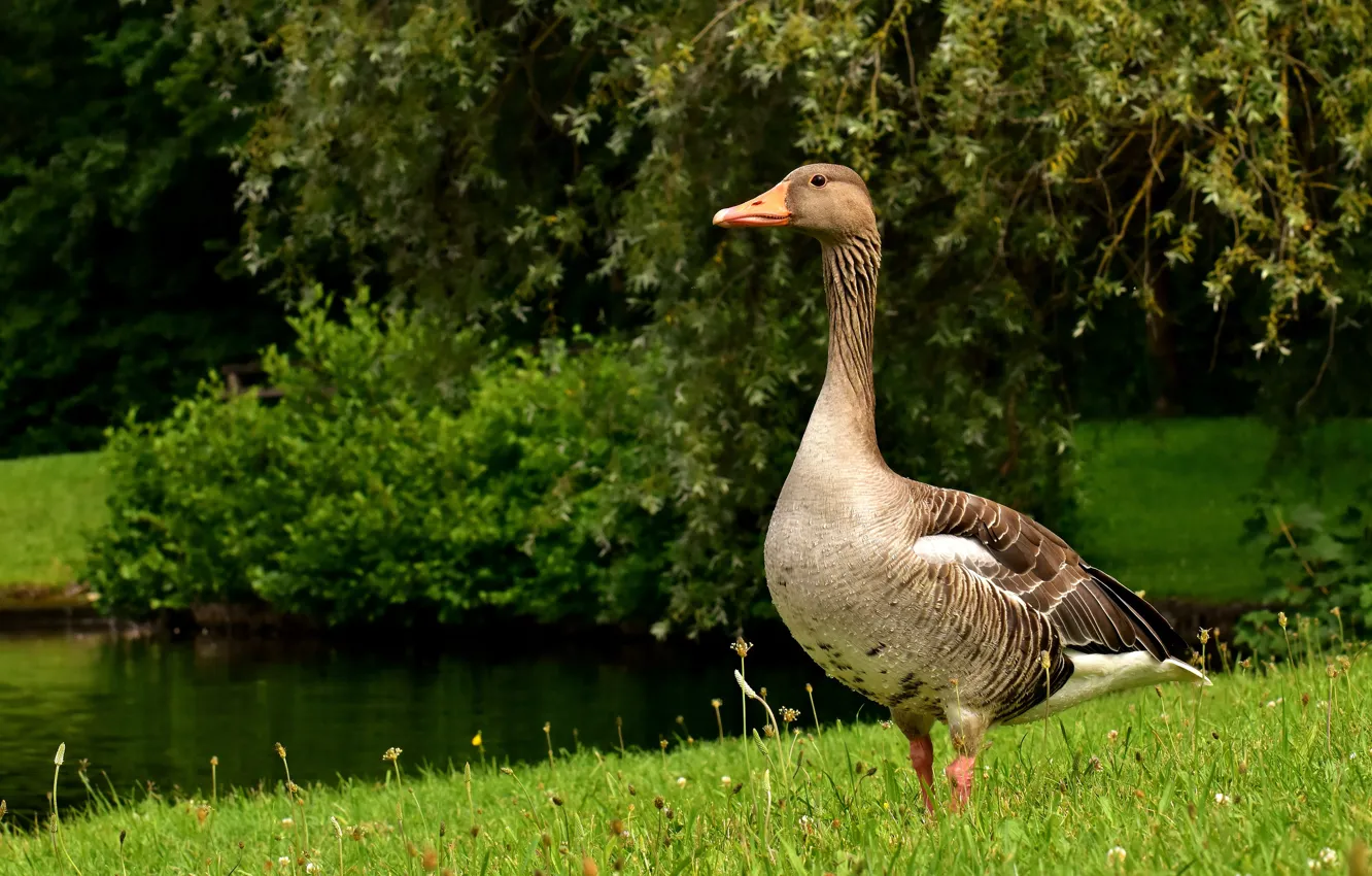Photo wallpaper greens, summer, grass, branches, nature, lake, pond, Park