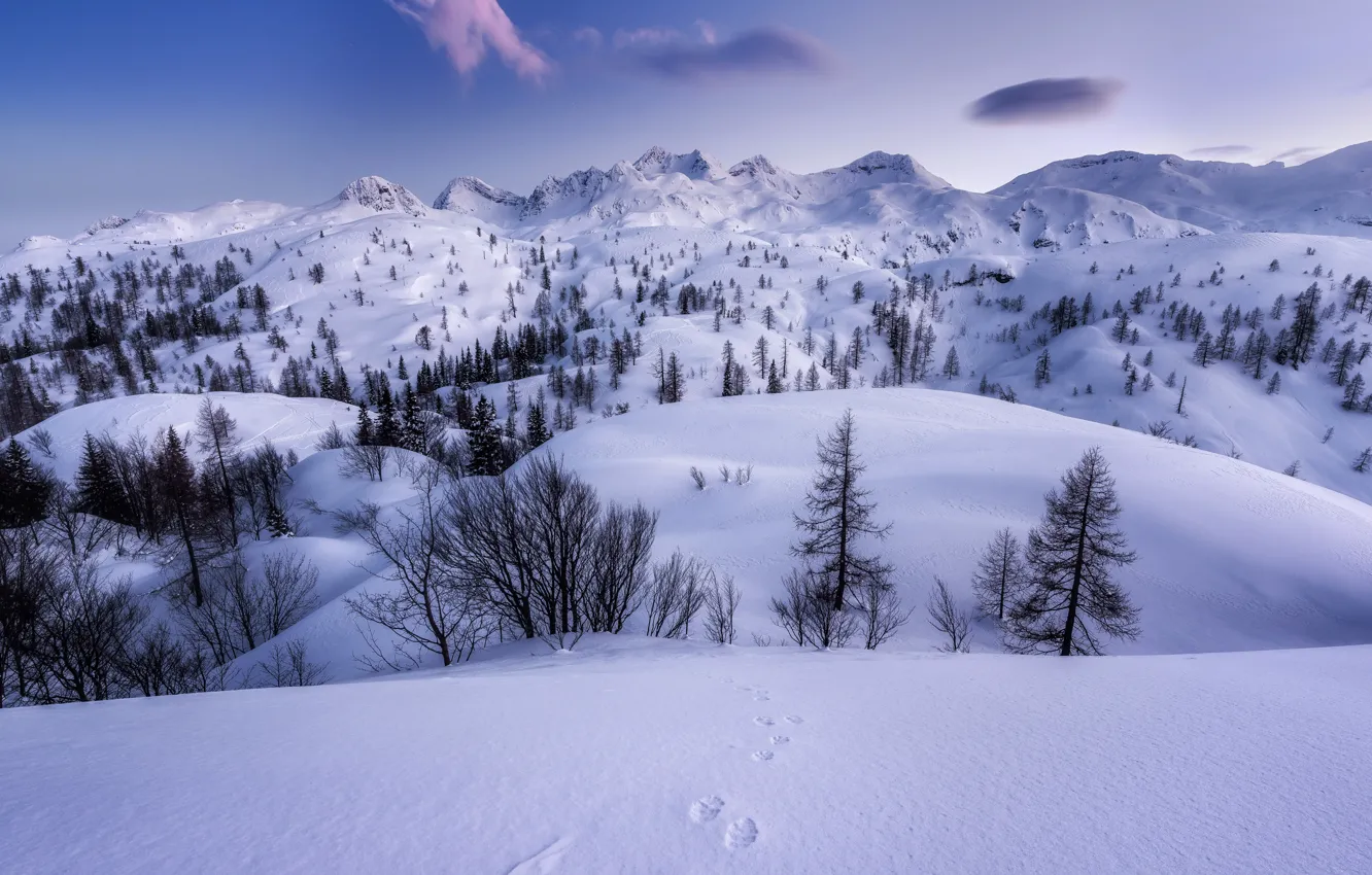 Photo wallpaper winter, snow, trees, mountains, traces, plateau, Slovenia, Slovenia