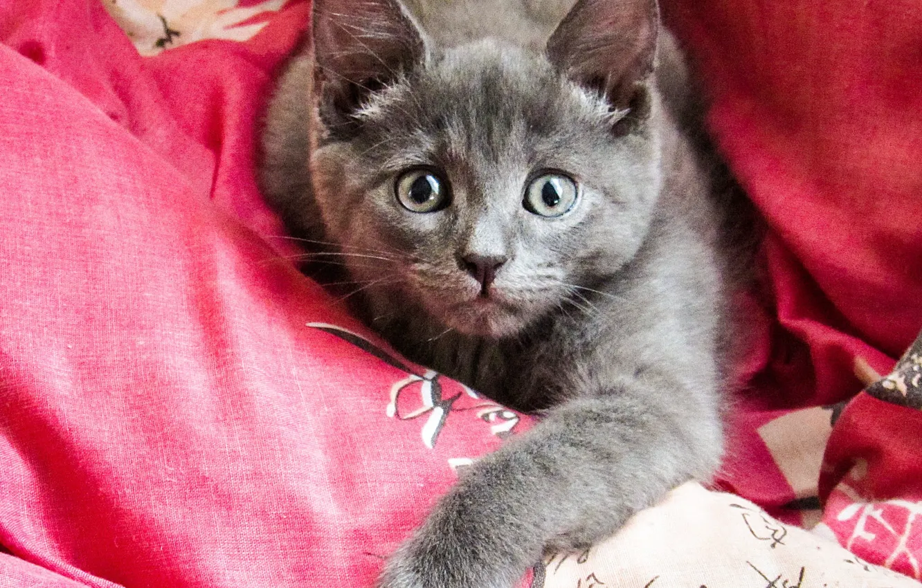 Photo wallpaper cat, grey, lies, British, looking, Logins