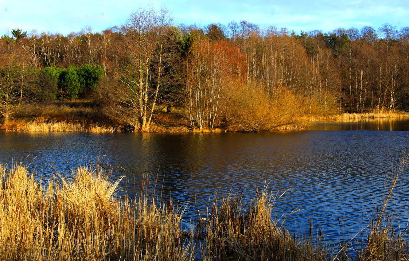 Photo wallpaper water, park, lake, tree