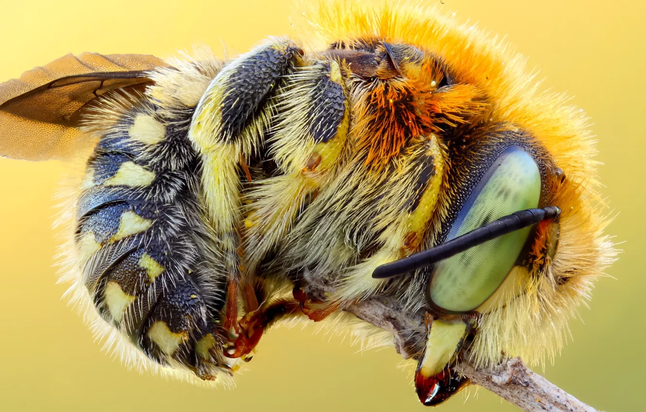 Photo wallpaper eyes, macro, yellow, nature, bee, background, bright, hairy