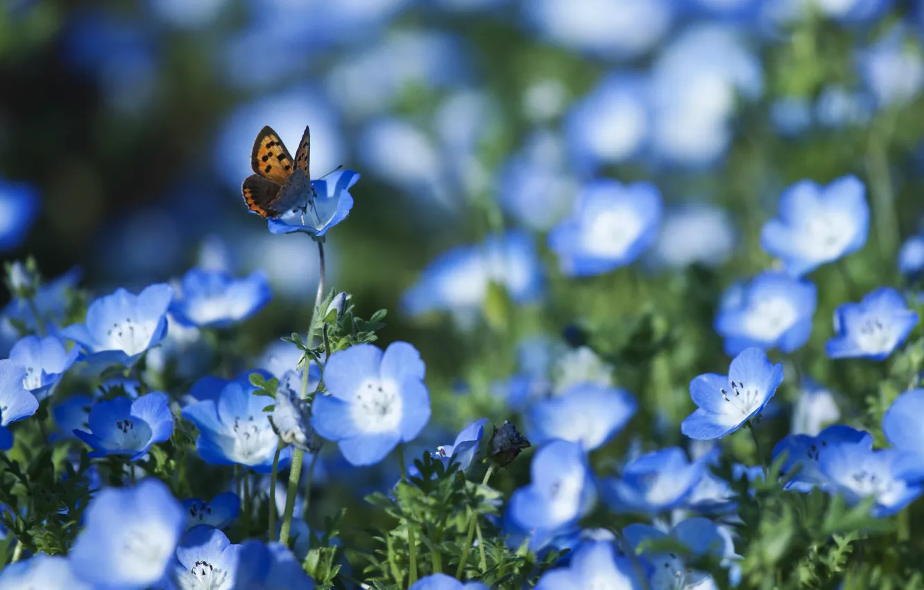 Photo wallpaper field, flowers, butterfly, petals, blur, blue, Nemophila