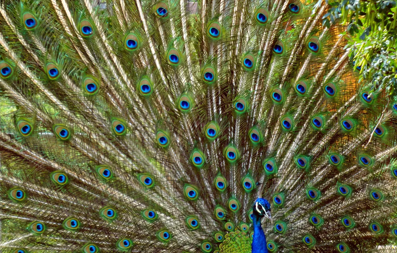 Photo wallpaper widescreen, bird, Wallpaper, wallpaper, peacock, widescreen, background, the Wallpapers