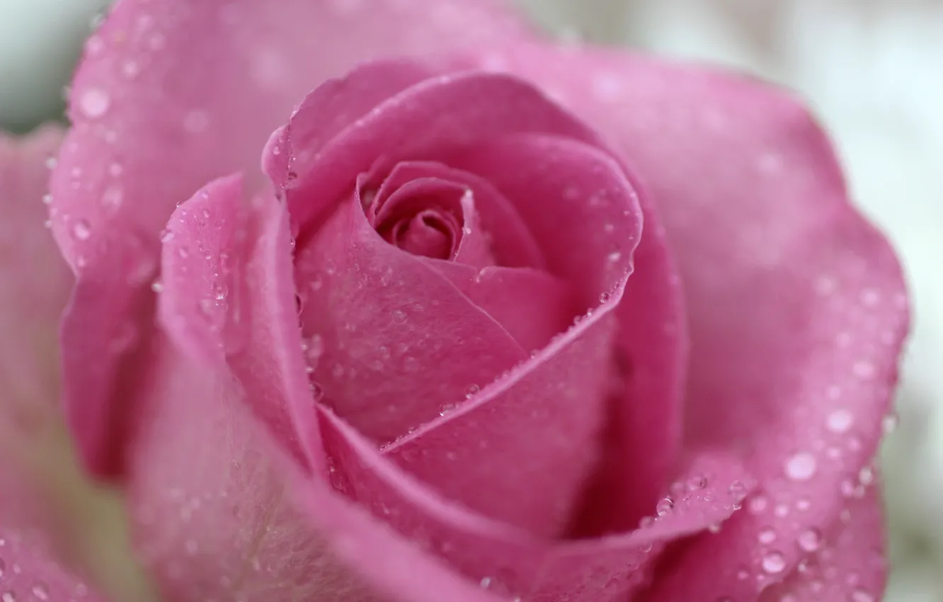 Photo wallpaper drops, macro, pink, rose, petals