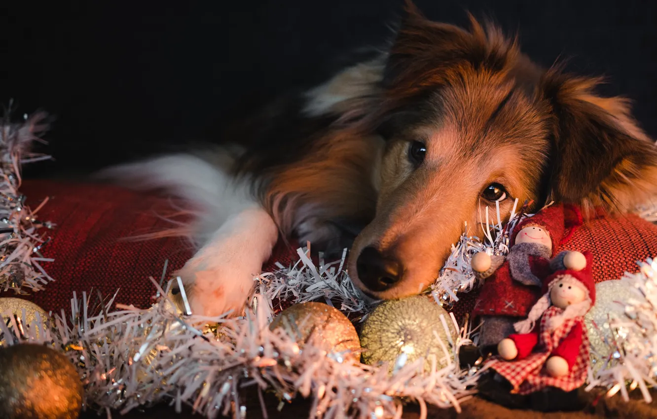 Photo wallpaper look, pose, the dark background, new year, dog, mattress, Christmas, puppy