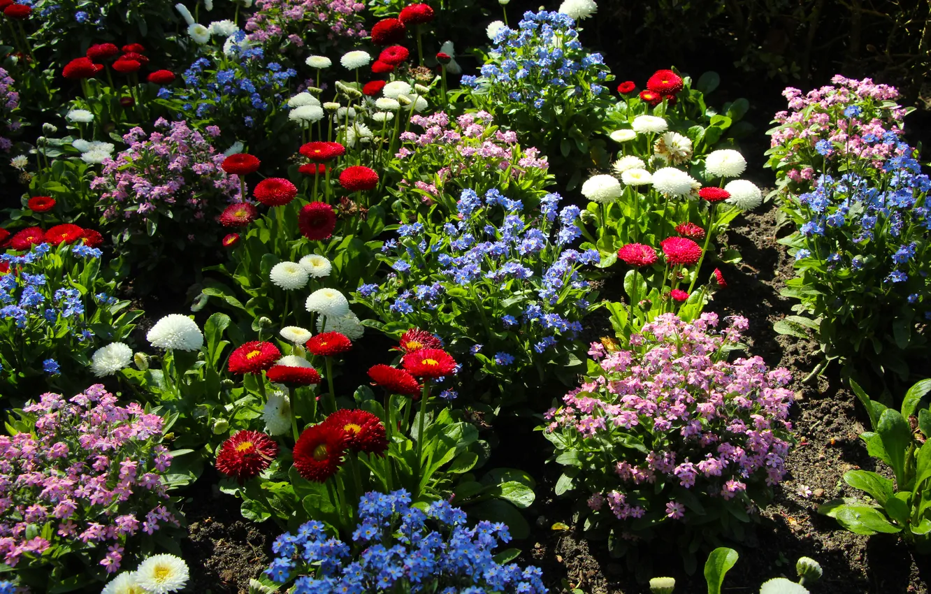 Photo wallpaper spring, blooming, gatden