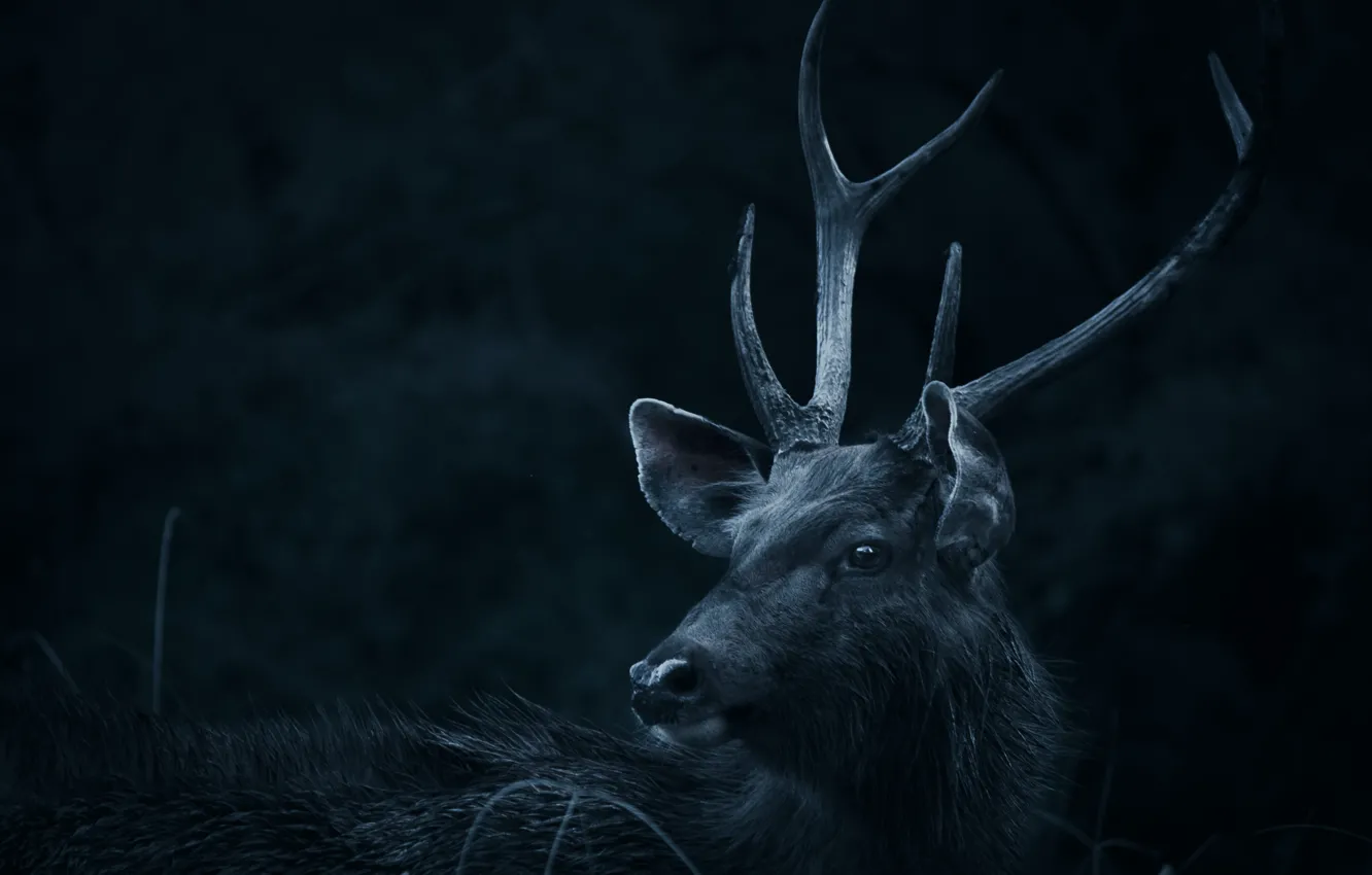 Photo wallpaper look, the dark background, animal, head, deer, horns