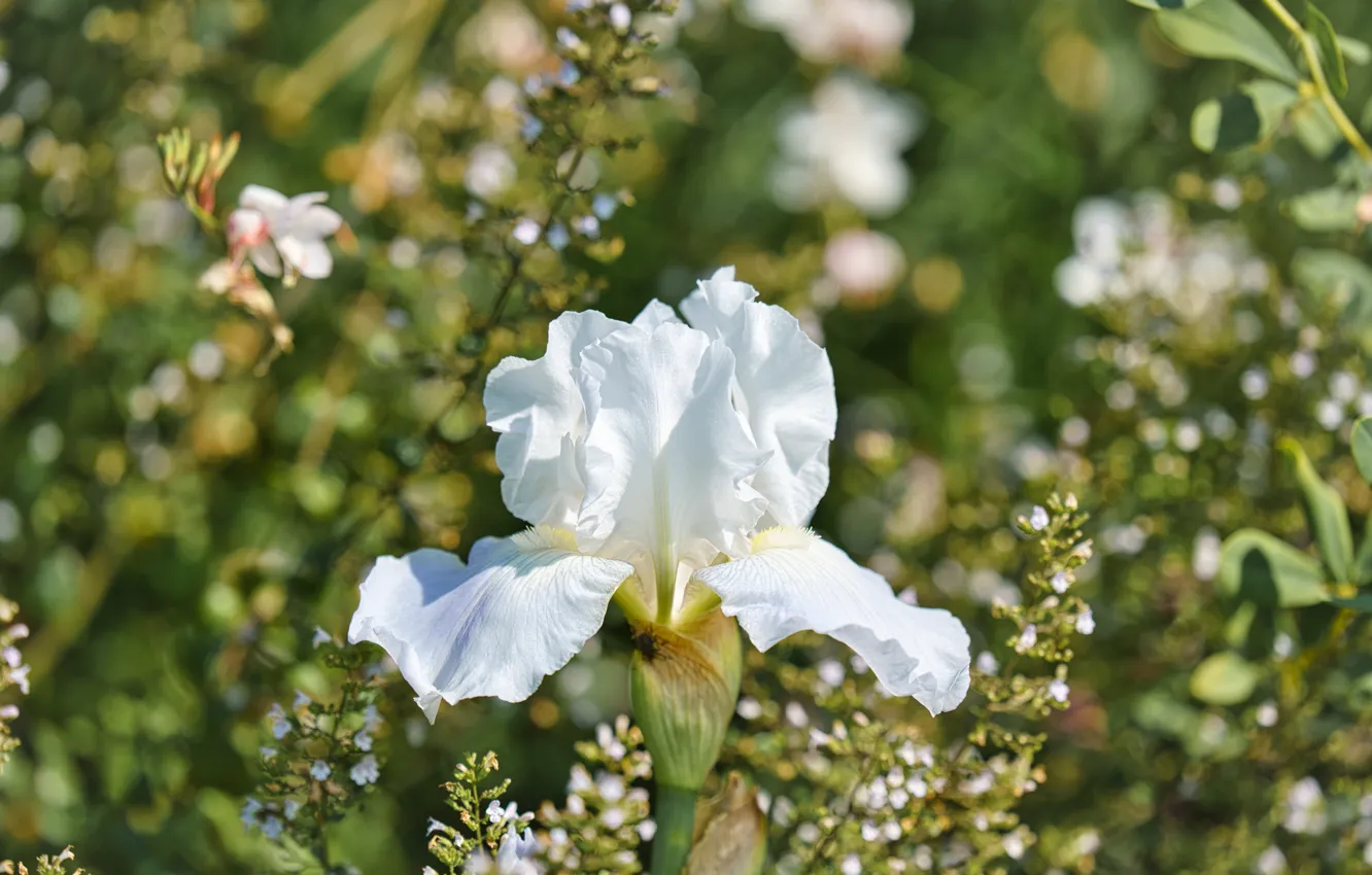Photo wallpaper white, flowers, garden, bokeh, iris