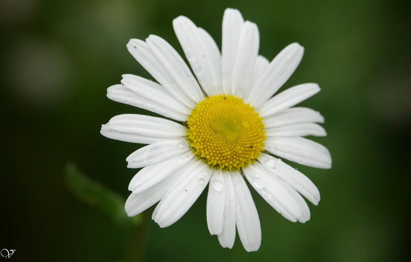 Photo wallpaper flowers, spring, beautiful