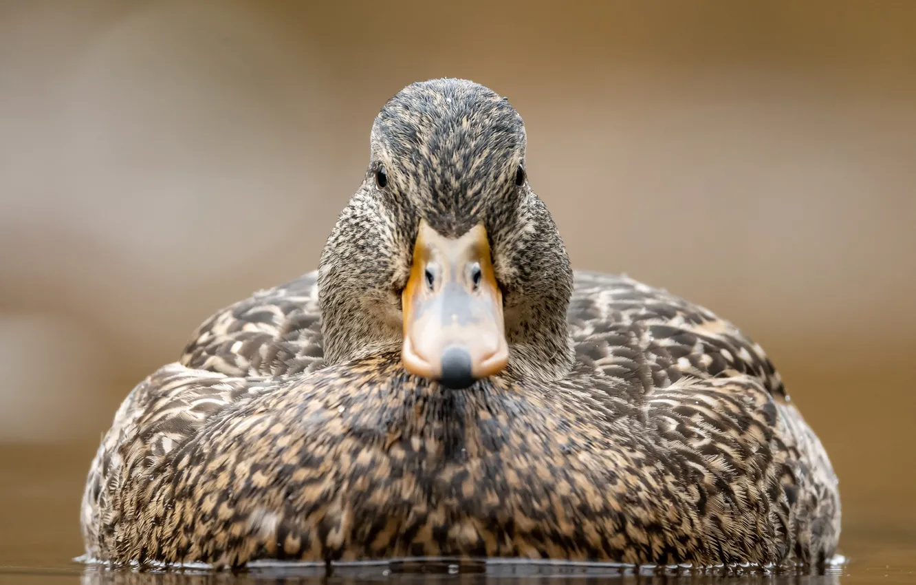 Photo wallpaper close-up, background, bird, beak, duck