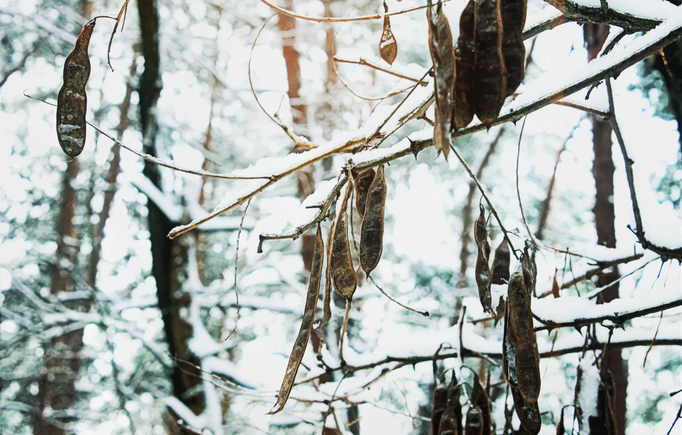 Photo wallpaper trees, in the snow, strucki