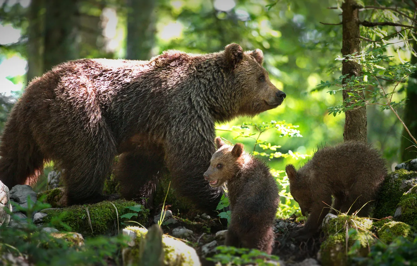 Photo wallpaper forest, bears, bears, bear, two of the bear, Alexander Perov