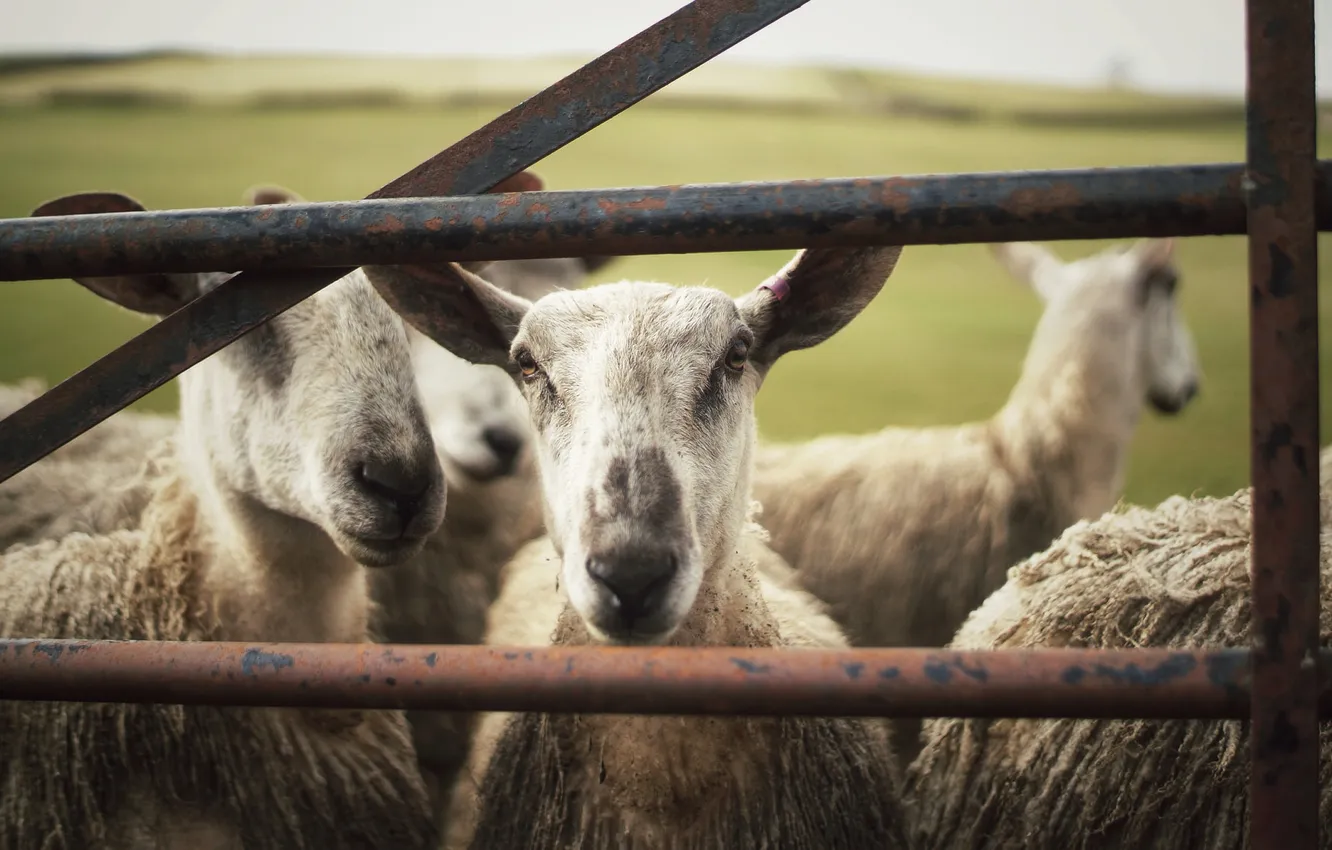 Photo wallpaper animal, sheep, looks, sheep, corral
