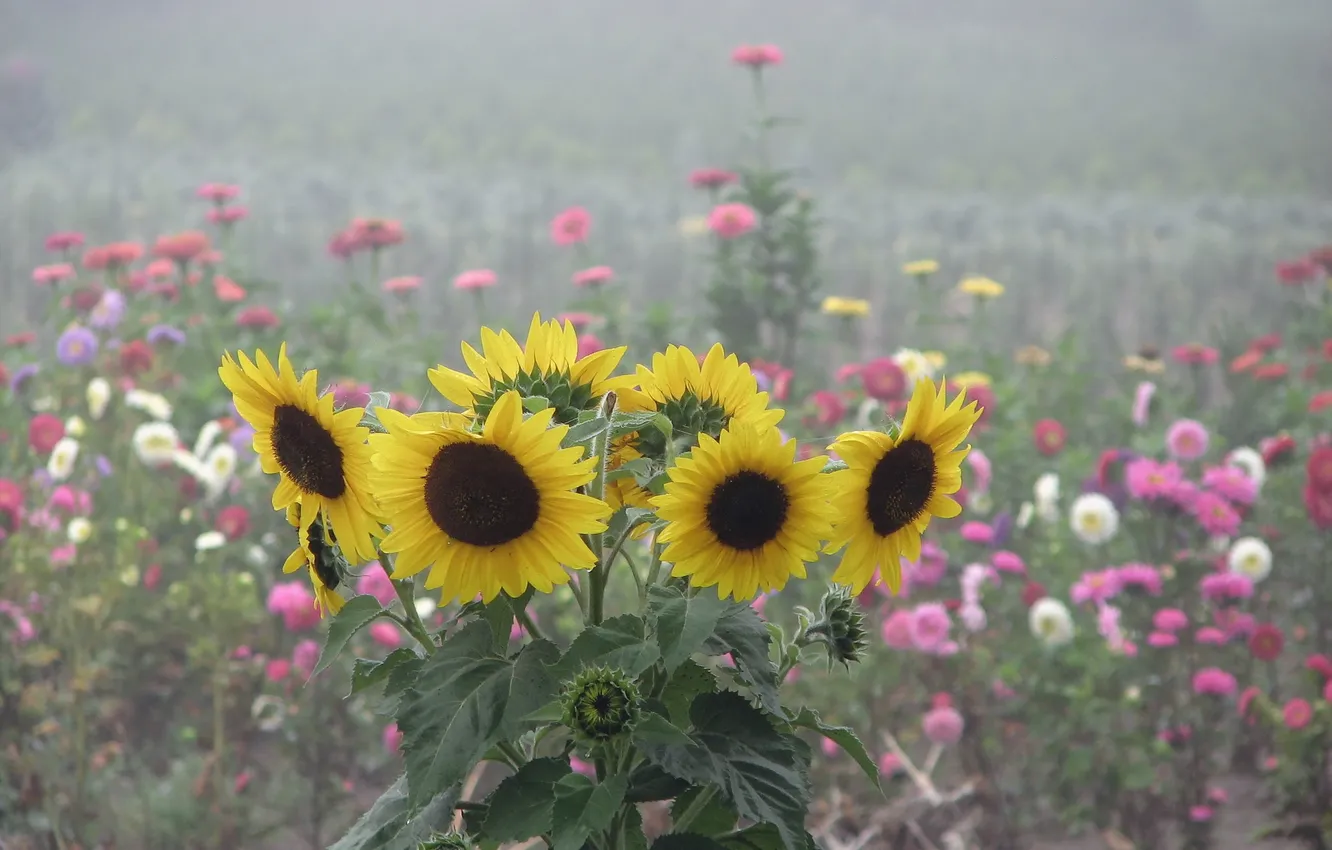 Photo wallpaper summer, sunflowers, flowers