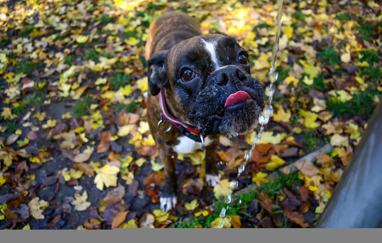 Photo wallpaper water, background, dog