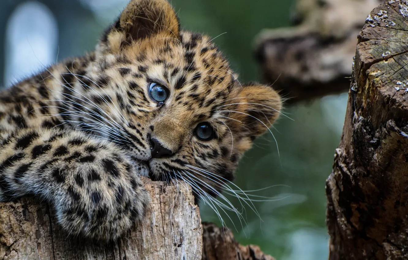 Photo wallpaper look, animal, Leopard, predator, color, cub
