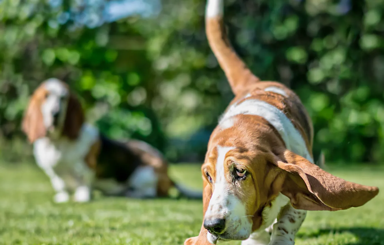 Photo wallpaper dog, ears, The Basset hound