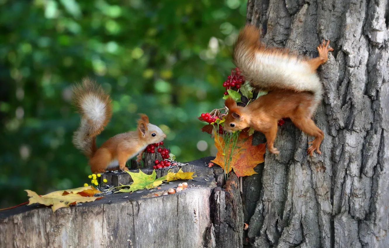 Photo wallpaper autumn, leaves, trees, nature, pose, berries, stump, protein