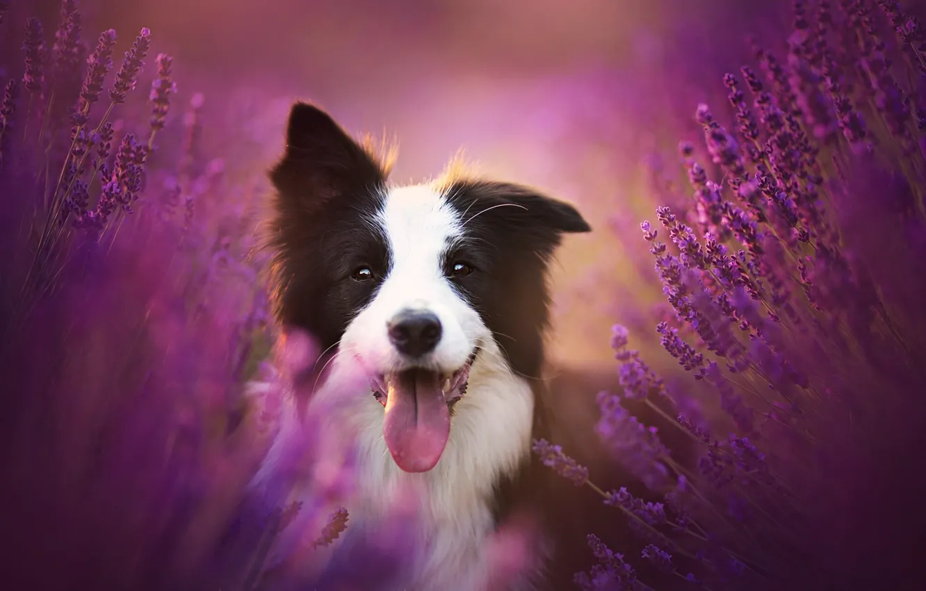 Photo wallpaper language, joy, flowers, mood, dog, lavender, the border collie