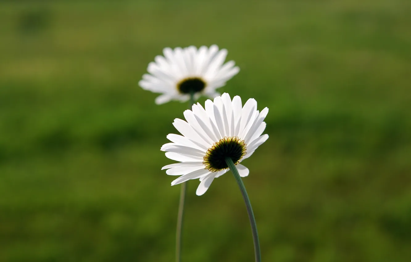 Photo wallpaper white, macro, flowers, chamomile