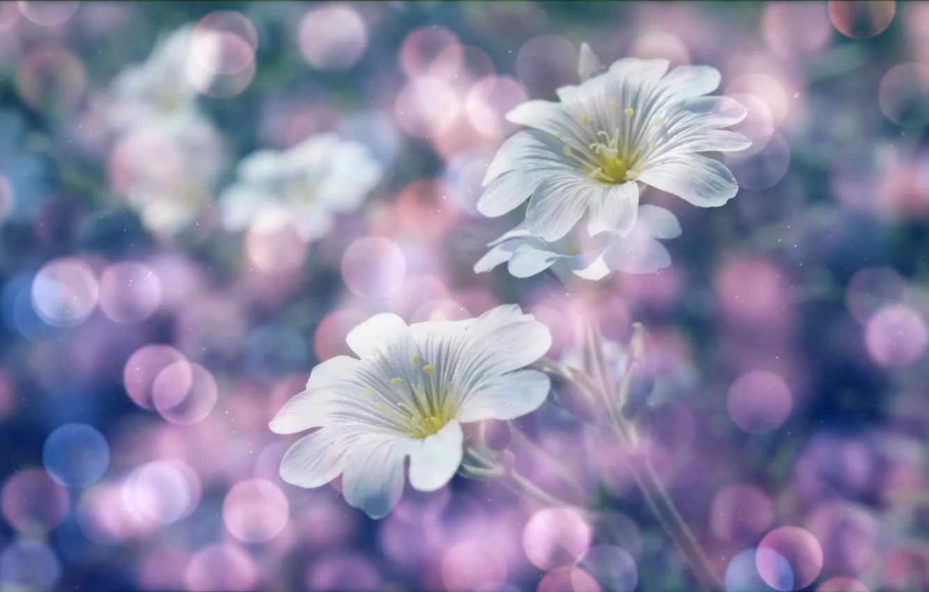 Photo wallpaper white, flower, spring