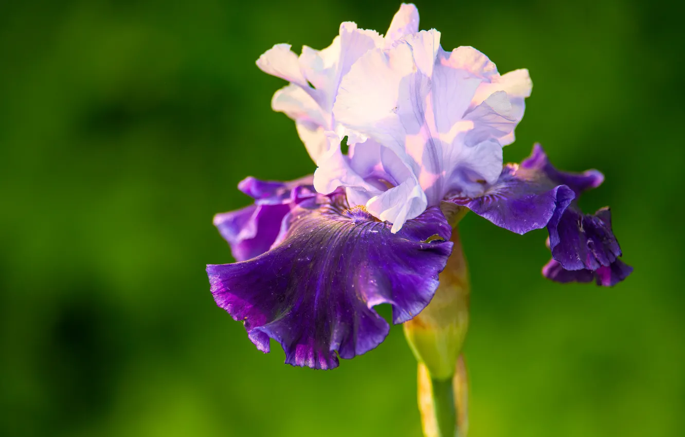 Photo wallpaper macro, background, petals, iris, iris