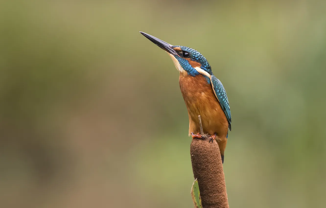 Photo wallpaper bird, reed, Kingfisher