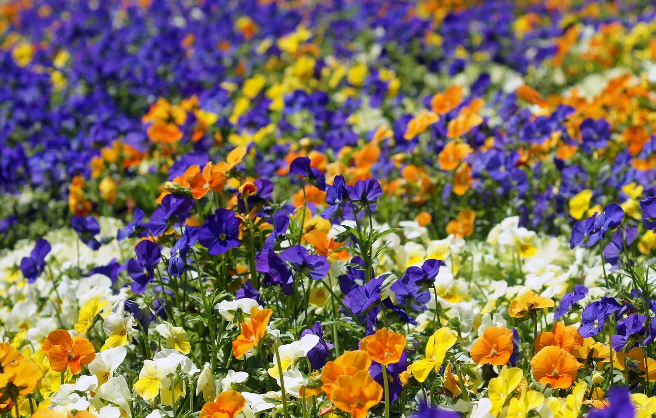 Photo wallpaper flowers, bright, Pansy, flowerbed, colorful