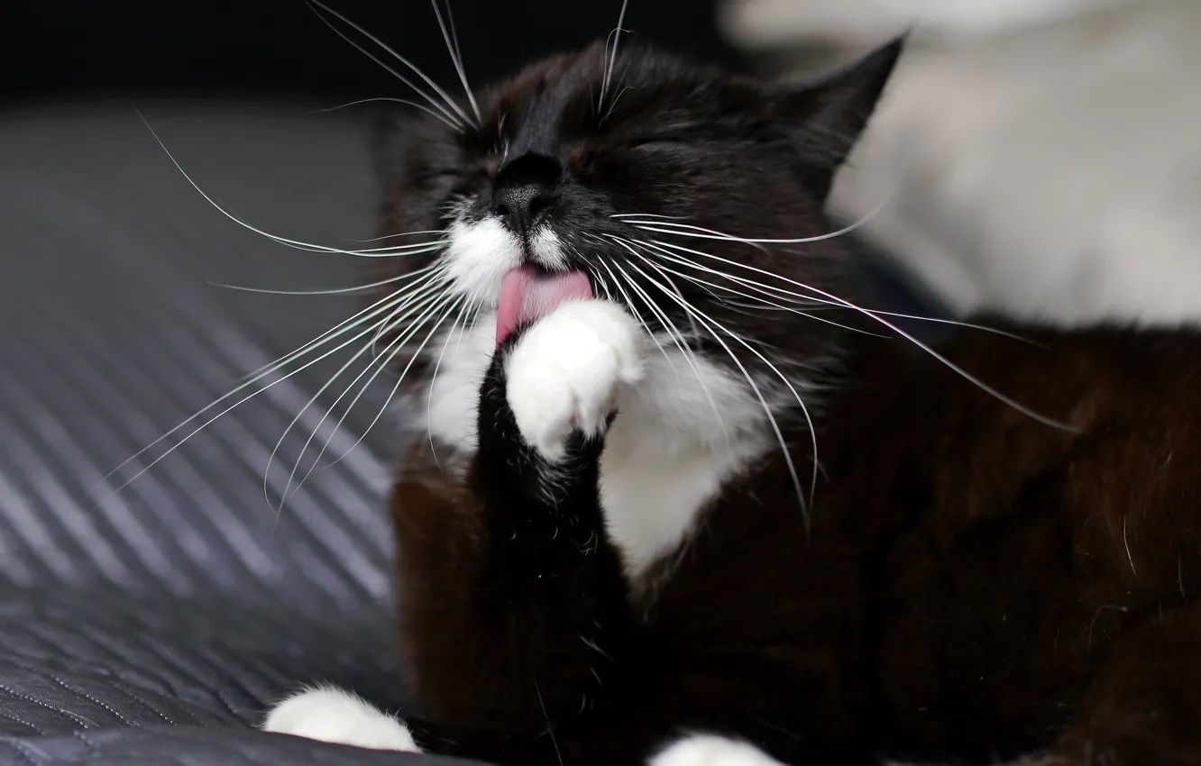 Photo wallpaper cat, mustache, animal, legs, color