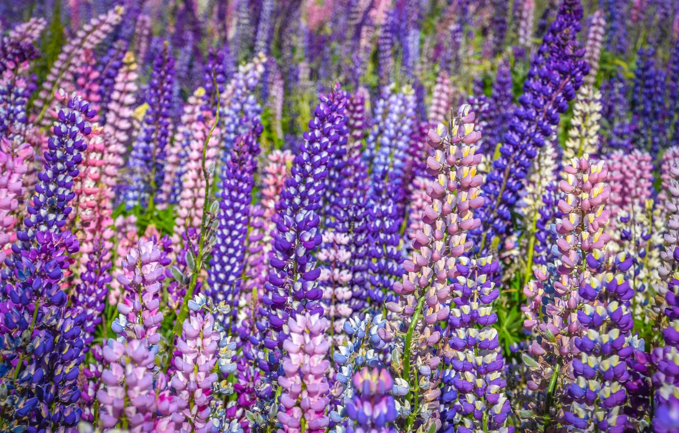 Photo wallpaper summer, meadow, lupins