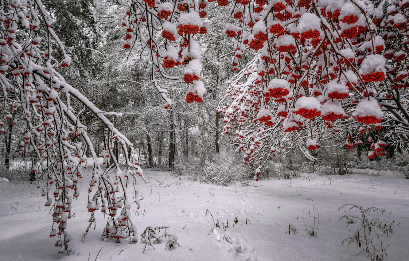 Photo wallpaper winter, forest, snow, trees, branches, berries, Russia, Rowan