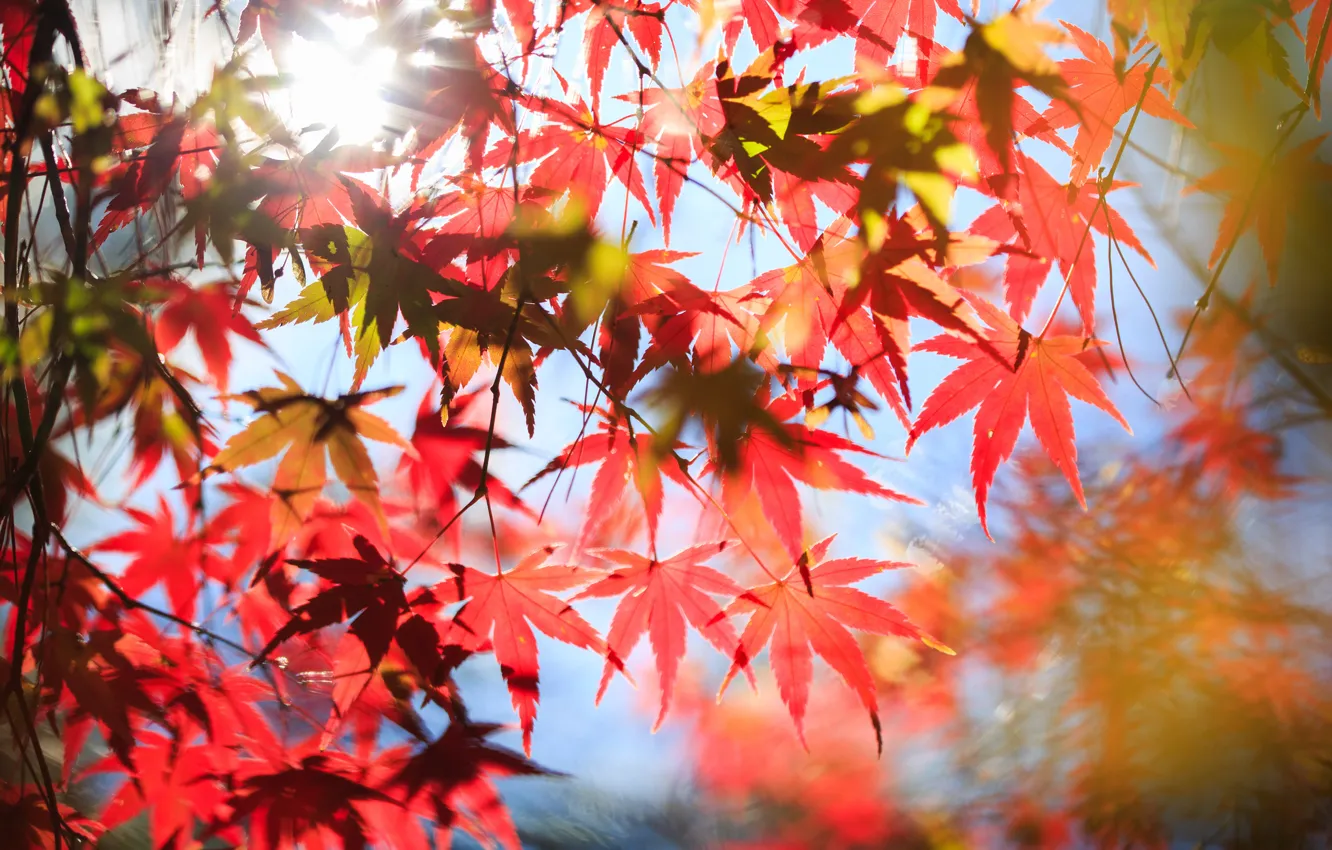 Photo wallpaper autumn, leaves, trees, red, maple, crown
