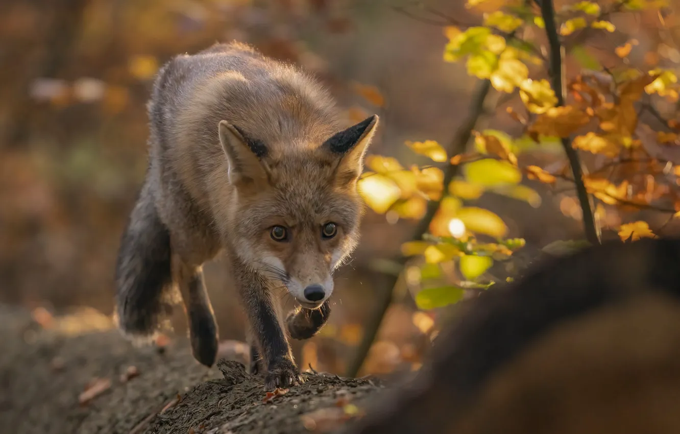 Photo wallpaper autumn, nature, animal, Fox, log, Fox