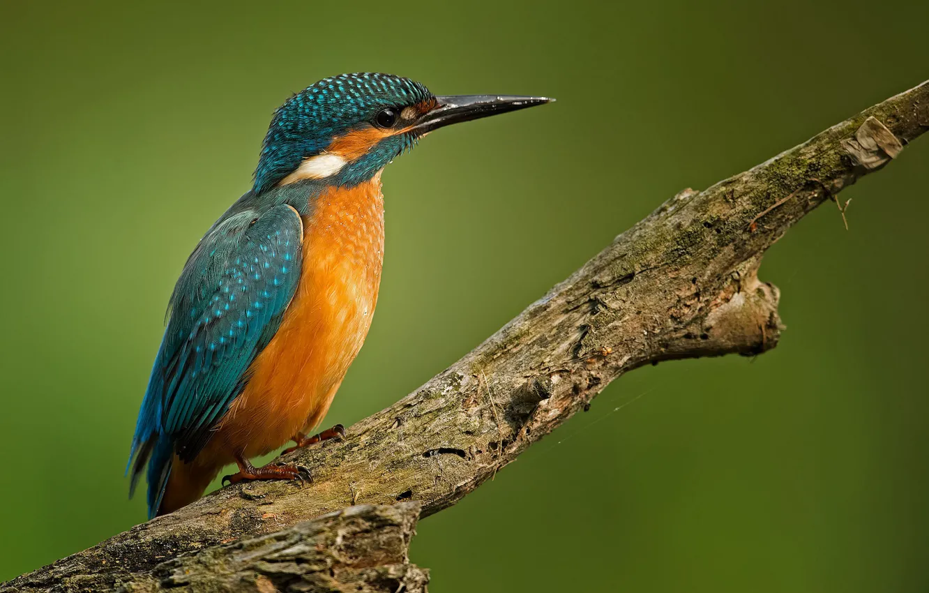 Photo wallpaper branches, bird, Kingfisher, kingfisher