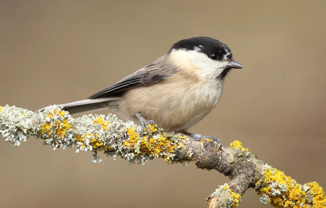 Photo wallpaper branches, background, bird, moss, bird, titmouse, tit