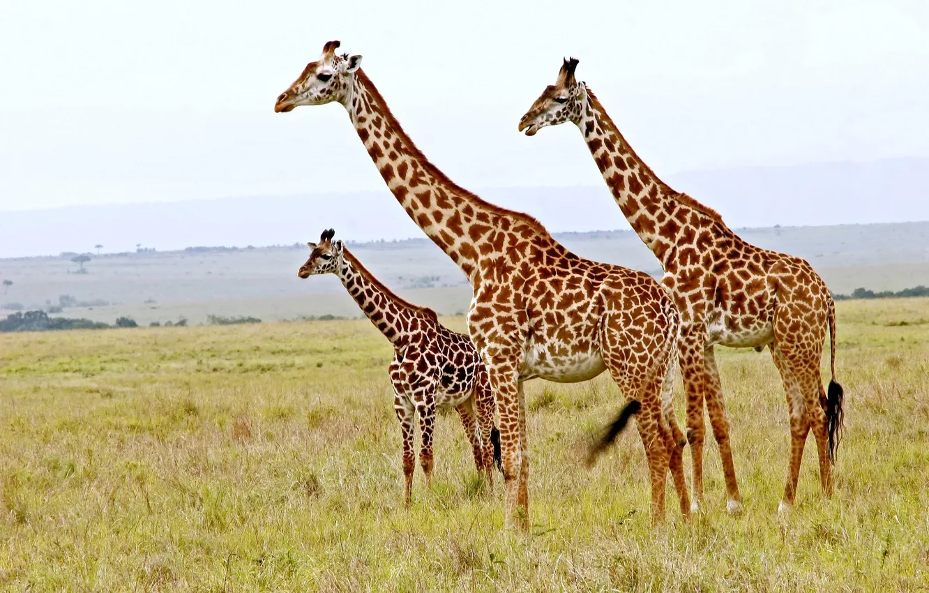 Photo wallpaper the sky, giraffe, space, Savannah