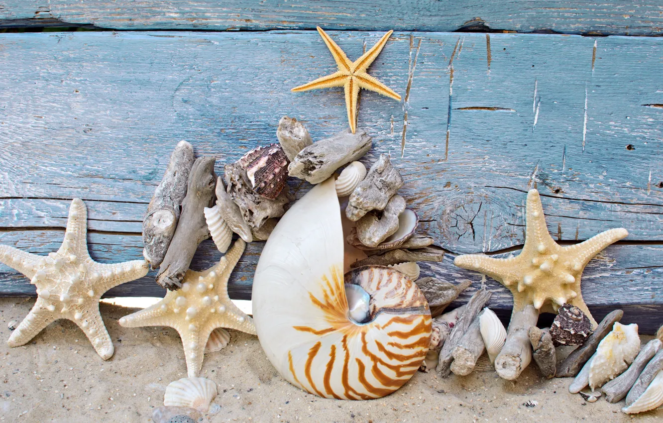 Photo wallpaper sand, beach, tree, shell, wood, sand, marine, stones